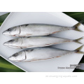 Frozen BQF Fisch Pazifik Makrele WR 100-200G 200-300G